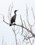 Double crested Cormorant 4404
